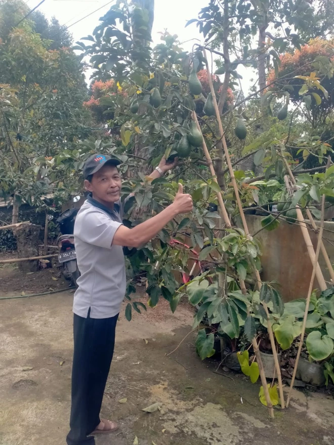 Panen Raya Alpukat Selodoko: Buah Manis Ketahanan Pangan Dana Desa 2022